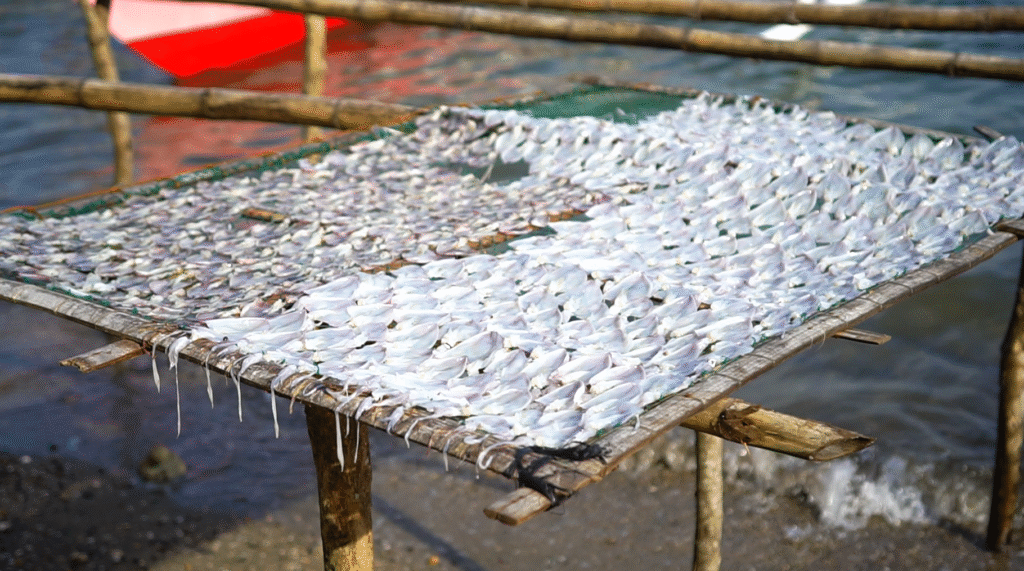 Freshly caught squid being sorted cleaned and dried under the scorching sun