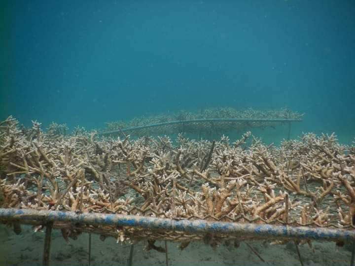 Masbate’s Buntod Reef endures amid old and new challenges 5 IMG 9450