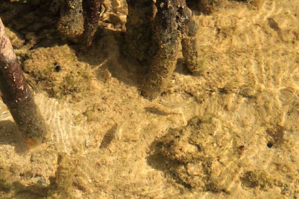 Masbate’s Buntod Reef endures amid old and new challenges 4 IMG 9452