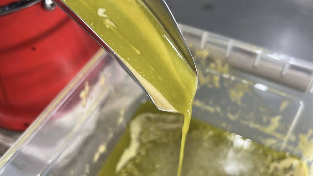 Oil extracted from the pili pulp