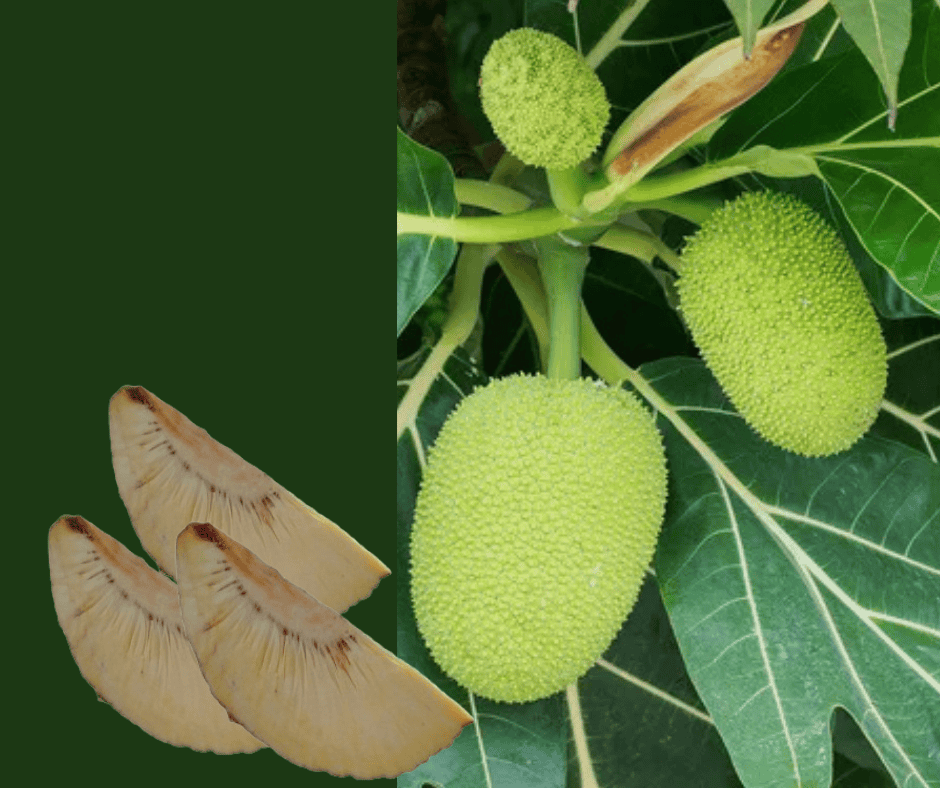 Breadfruit belongs on our plate, says Albay school 2 breadfruit bicoldotph 1 1